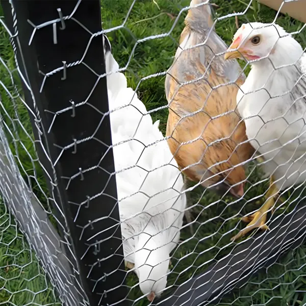 Hexagonal Wire Mesh