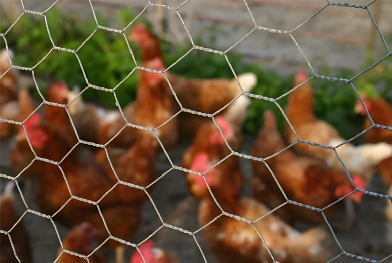 Hexagonal Wire Netting