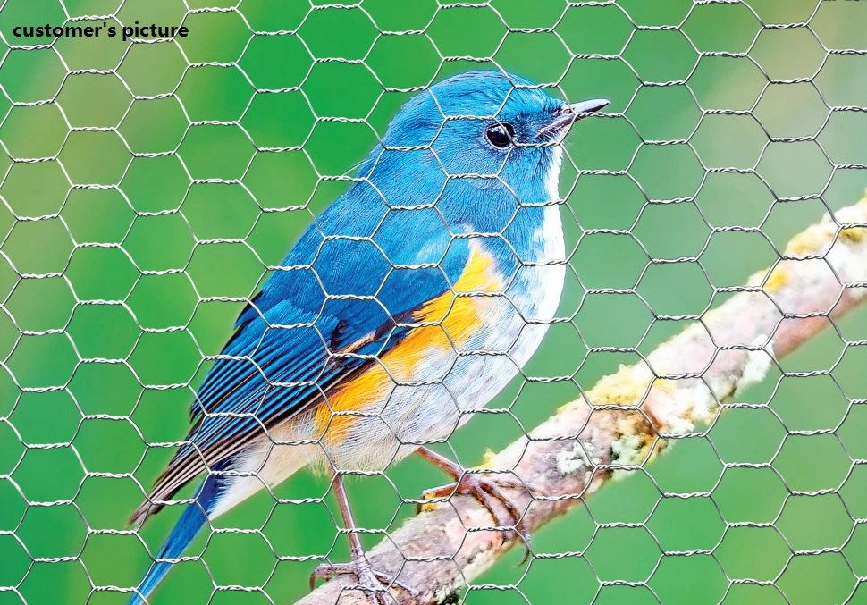 chicken mesh in construction