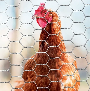 Hex Wire Netting Agricultural Fencing for Poultry Containment